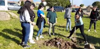 Llega la puesta del mayo en los pueblos de Zamora