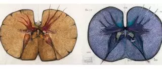 Ramón y Cajal: inspiración para el arte