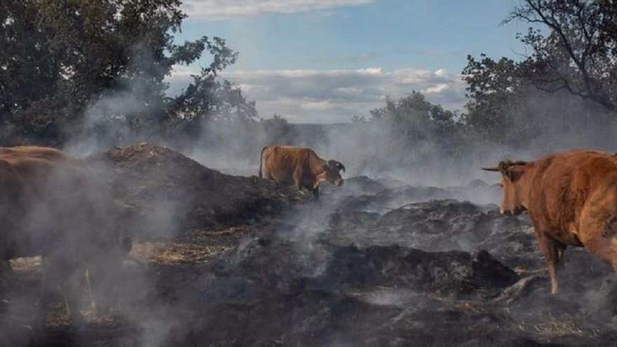 Vacas pastando entre las cenizas por el incendio en Sierra de la Culebra en Melgar de Tera.