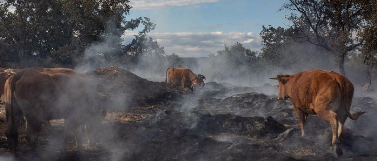 Vacas pastando entre las cenizas por el incendio en Sierra de la Culebra en Melgar de Tera.
