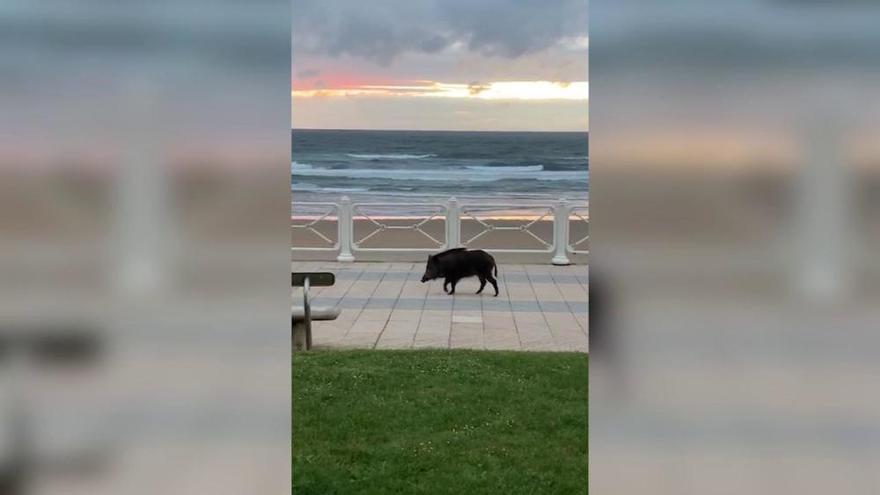 VÍDEO: Un jabalí se pasea al atardecer por la playa de Salinas