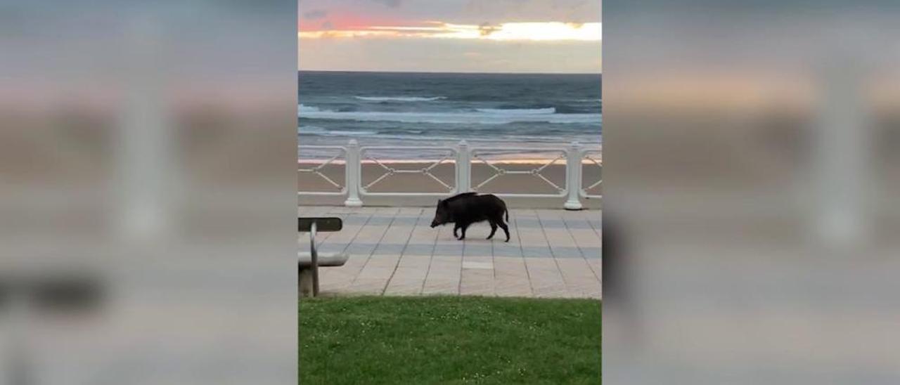 VÍDEO: Un jabalí se pasea al atardecer por la playa de Salinas