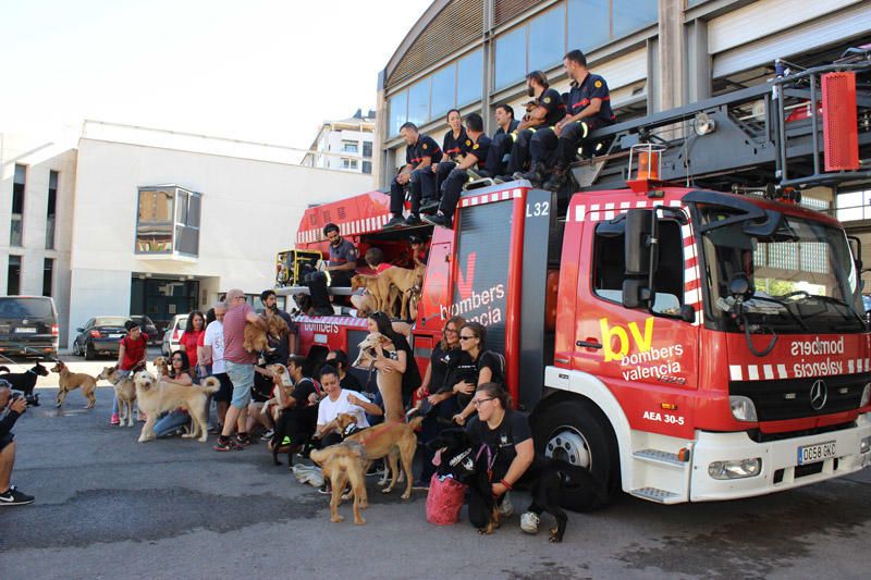 Los Bomberos de Valencia, con la adopción de mascotas