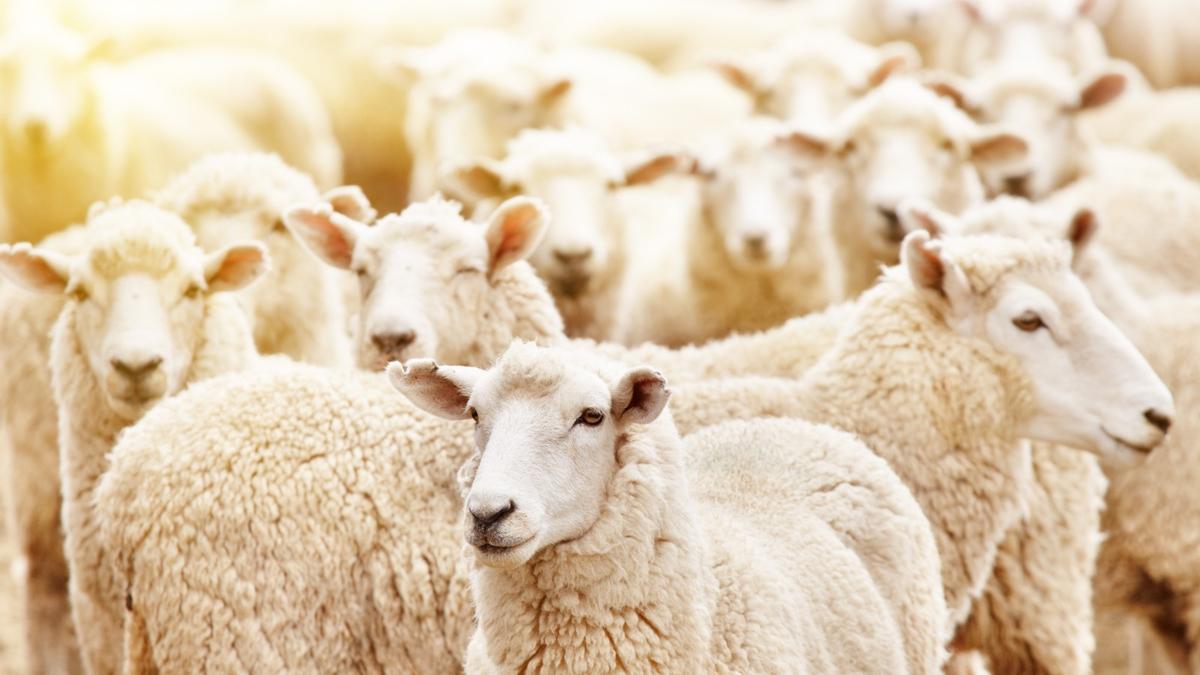 Un rebaño de ovejas en una imagen de archivo