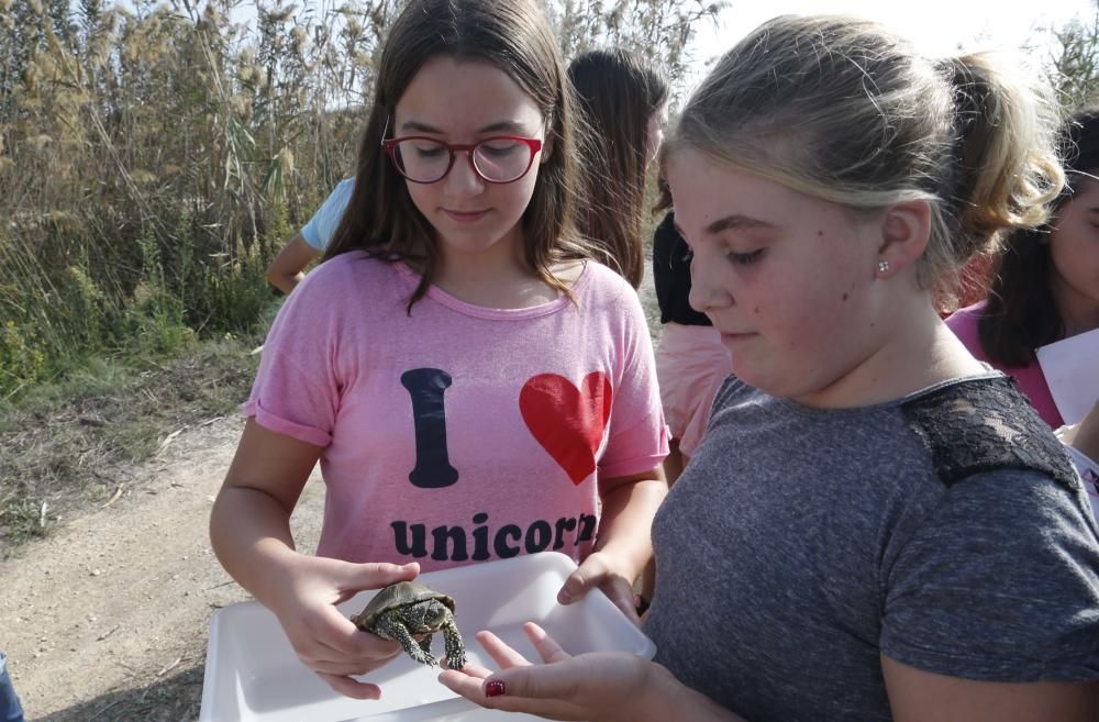 El Oceanogràfic suelta diez galápagos en la Albufera