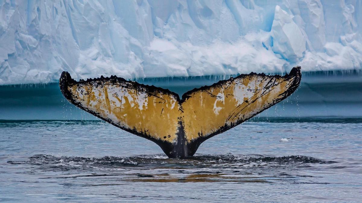 Reclaman más áreas marinas protegidas en la Antártida
