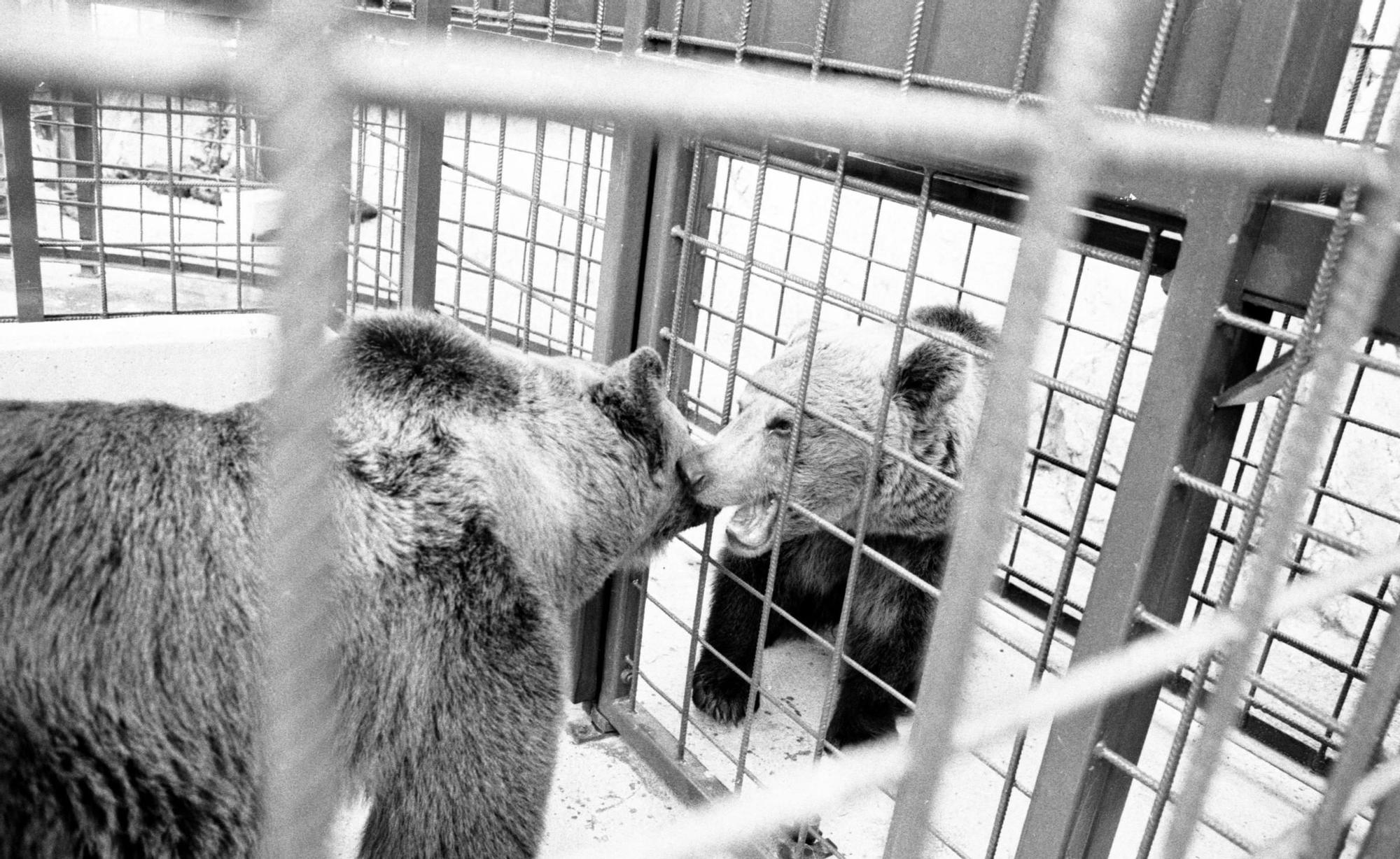 EN IMÁGENES: Así fue la vida de la osa "Paca" en el cercado de los Valles del Trubia