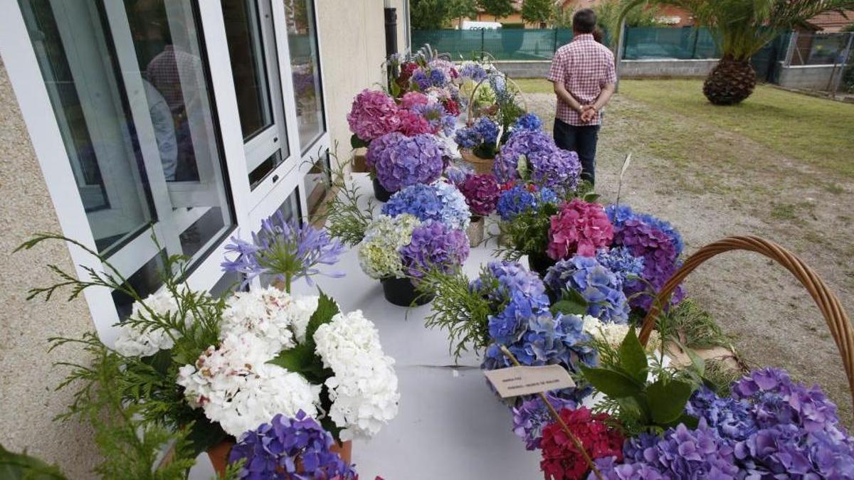 Exposición de hortensias en Piedras Blancas en una edición anterior. año