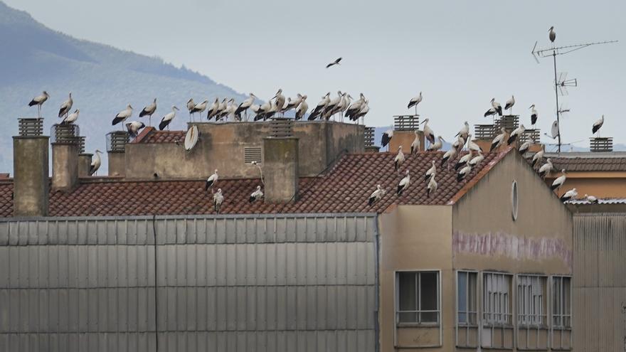 Desenes de cigonyes fan nit a les alçades en diferents edificis de Girona