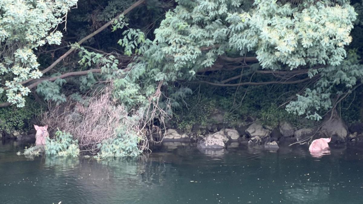 Algunos de los ejemplares que han terminado en el río tras volcar el camión en Nogueira de Ramuín.