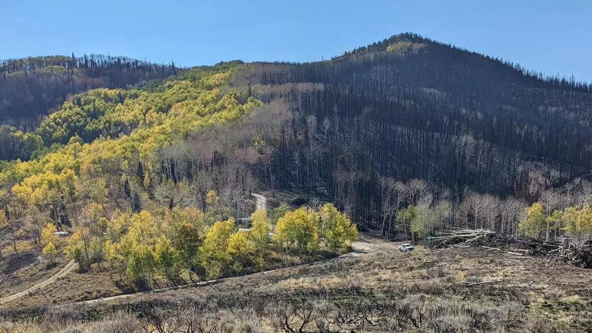 El increíble árbol que frena los incendios forestales: ‘Funciona como un cortafuegos’