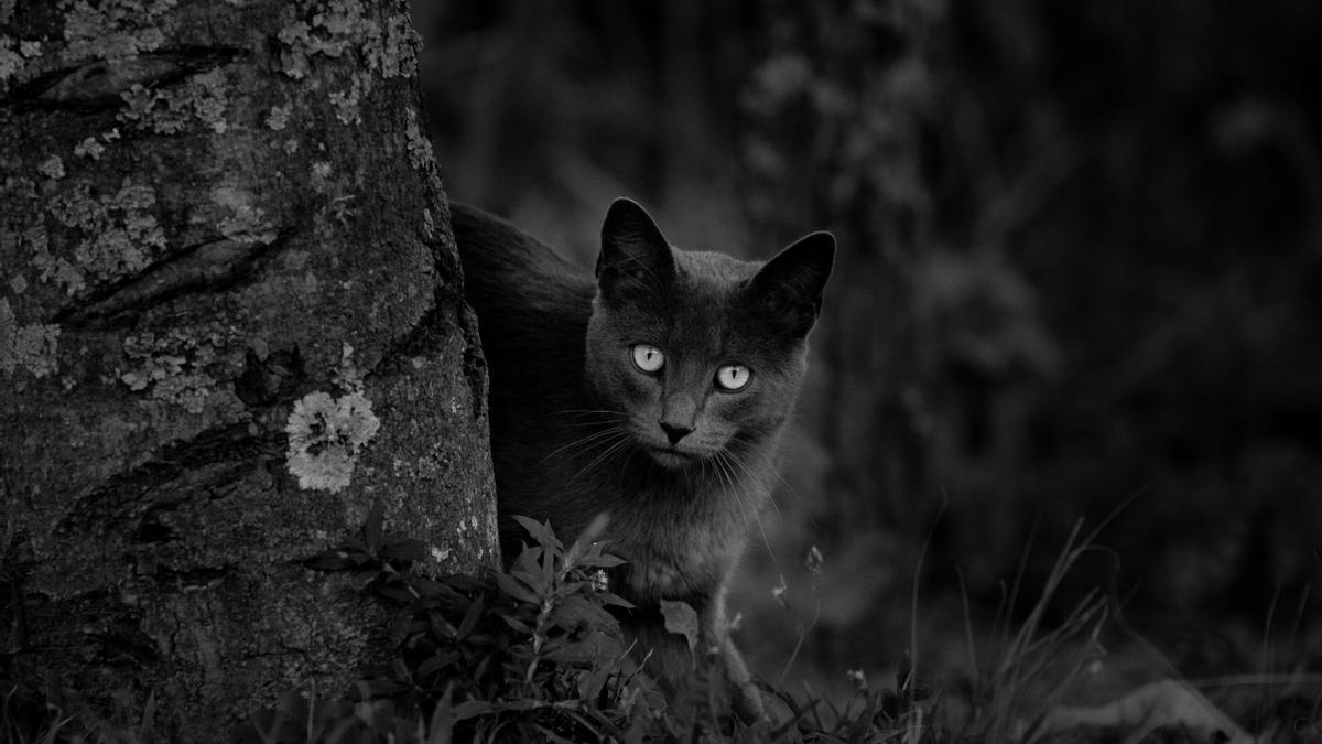 Los gatos negros se han asociado desde hace siglos a la mala suerte y a la brujería