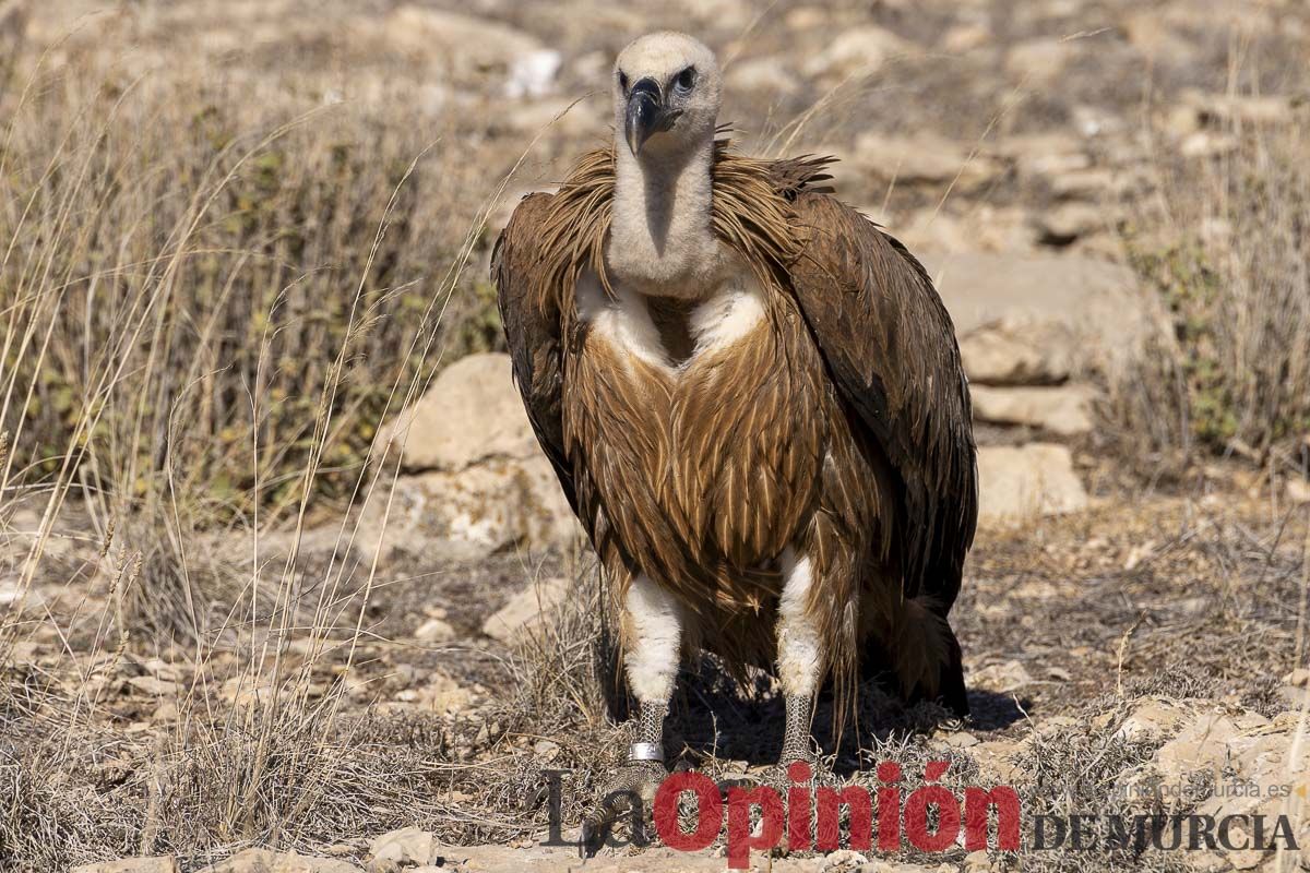 Suelta de dos buitres leonados en la Sierra de Mojantes en Caravaca