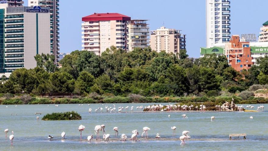 Explosión de flamencos en les Salines de Calp