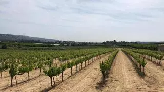 El Gobierno rechaza una planta solar en Chiva y Godelleta por su afección a l'Albufera