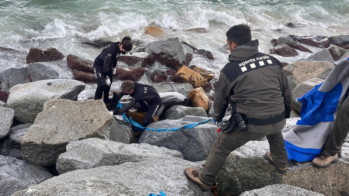 Rescate de un delfín en la playa  Ponent de Mataró (Maresme).