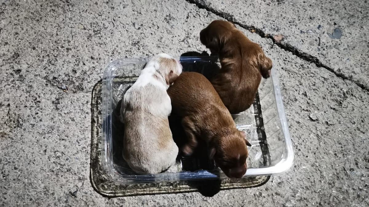 Los tres perritos tirados a un contenedor. Se busca a quien los abandonó