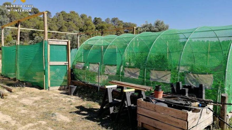 Encontrada una gran plantación de marihuana en Maella