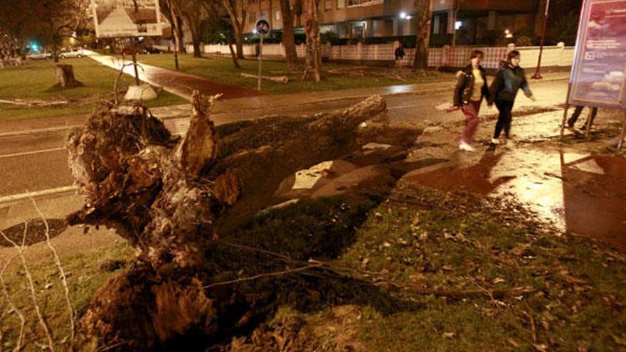 El árbol que cayó a consecuencia del viento en Coia, en la confluencia de la calle Marín con la avenida de Castelao.  //  J. Lores