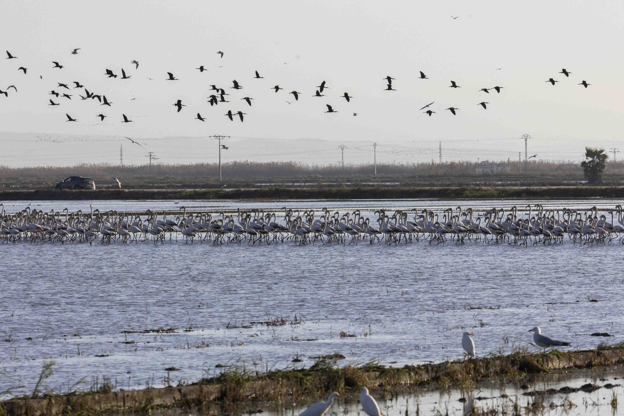 Flamencos, "moritos" y otras aves hibernan en l'Albufera