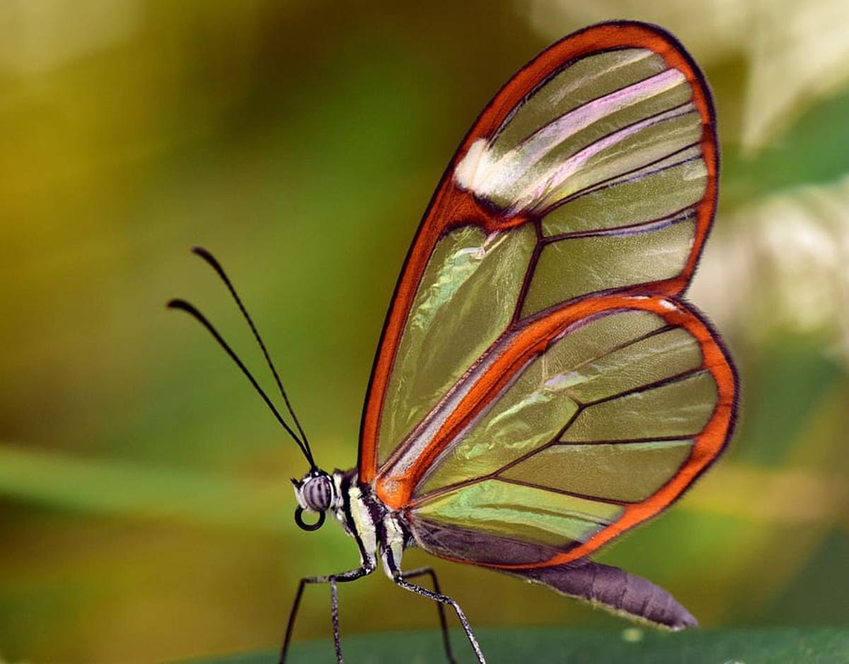 Mariposa de cristal (Greta oto): una de las criaturas más raras y bonitas del mundo