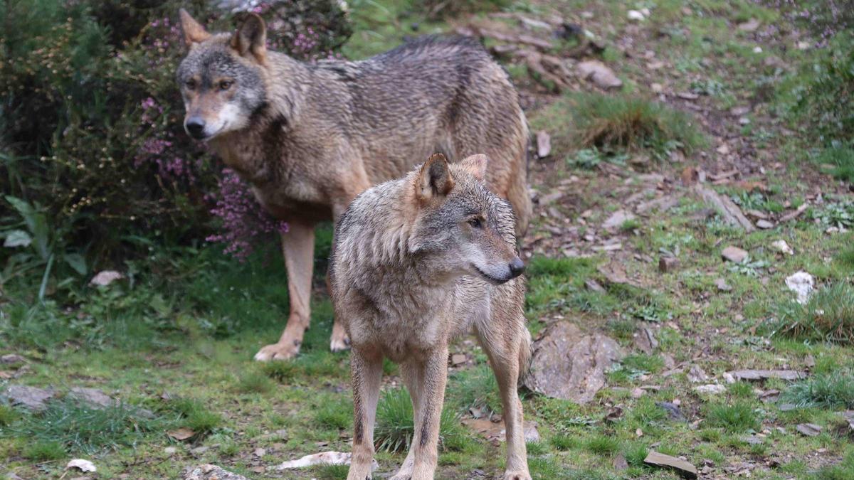 Medio Rural actualiza el baremo de indemnizaciones por daños de la fauna silvestre.