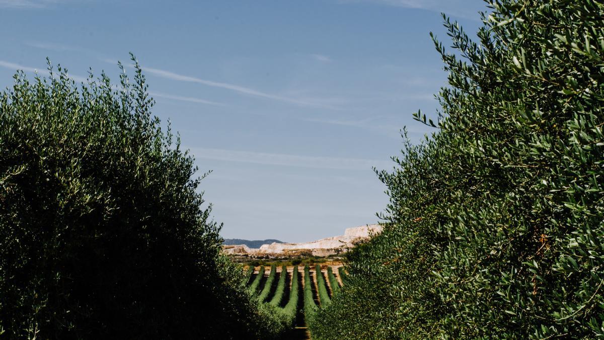 Al consumir un producto ecológico y de procedencia alicantina, tú también estás ayudando a cuidar del planeta.