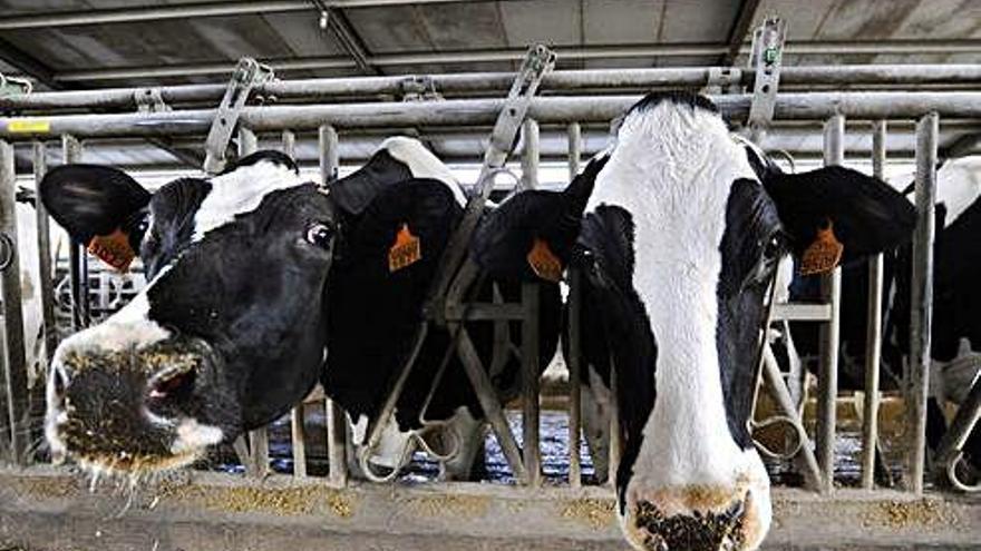 Vacas en una explotación ganadera en Galicia.