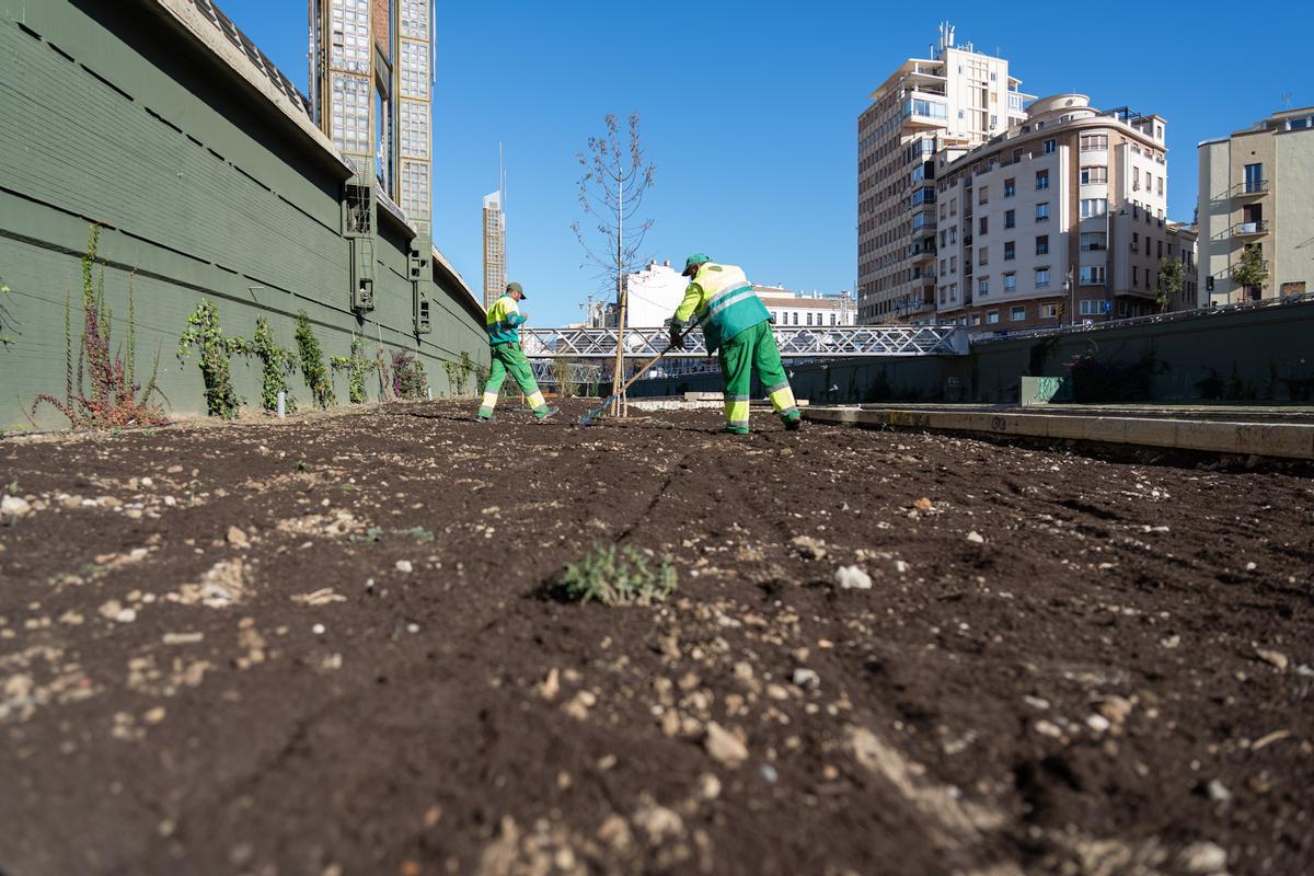 Trabajos para la creación de praderas de biodiversidad en el último tramo del río Guadalmedina.