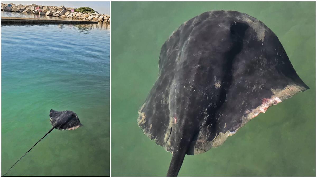 Dos fotografías de la raya embarazada en el Fòrum, este miércoles