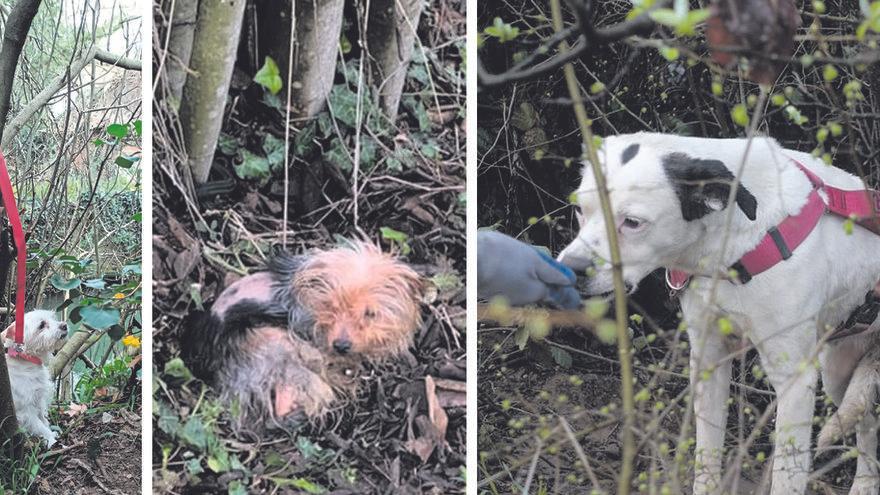 Els tres gossos en el moment que van ser trobats, encara lligats