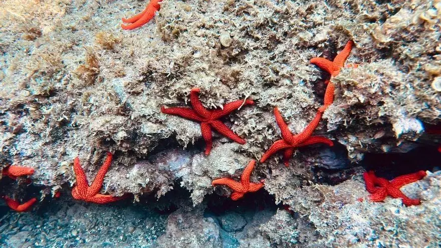 Gran concentració d'estrelles de mar al Cap de Creus