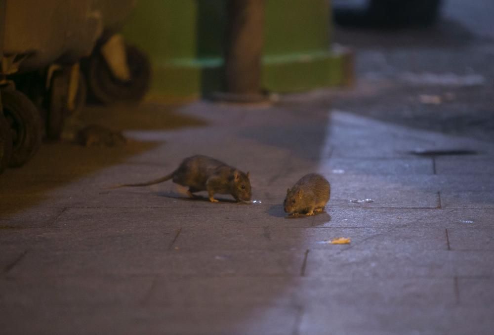 Las ratas recorren el Casco Antiguo a plena luz de