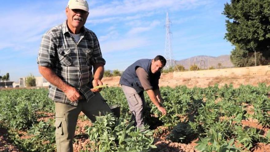 La familia de «El Tendre» comprueba uno de sus cultivos de habas en el campo de Crevillent.