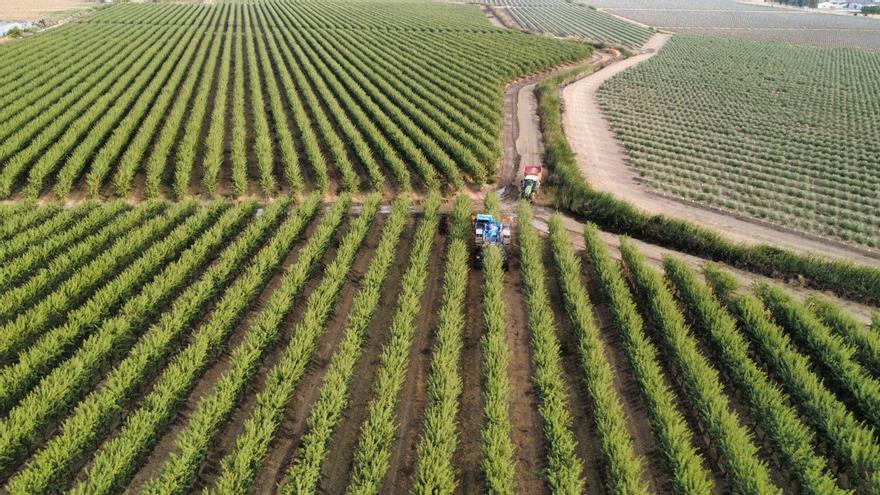 Más superficie productiva y clima elevan la previsión de cosecha de almendra en Extremadura