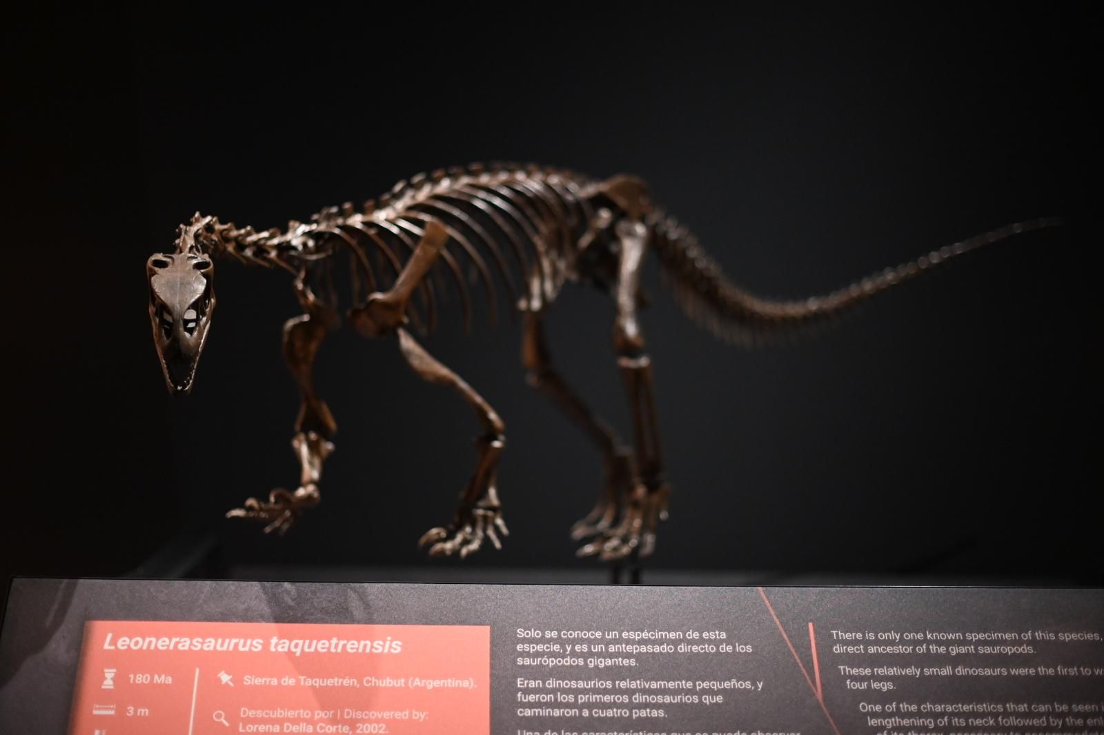 En imágenes | El dinosaurio más grande conocido conquista el Caixaforum de Zaragoza