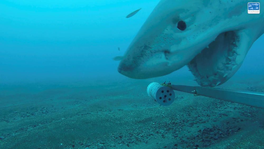 Un tiburón blanco en acción en las aguas de Nueva Zelanda.
