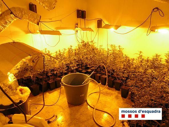 Localitzen 2.271 plantes de marihuana a l''Alt Empordà