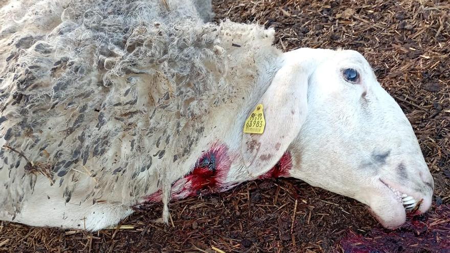 Una de las tres ovejas muertas en el ataque del lobo a una explotación de Villalba de la Lampreana.
