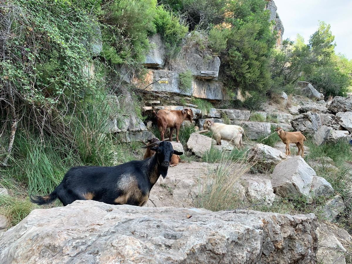 Algunas de las cabras.