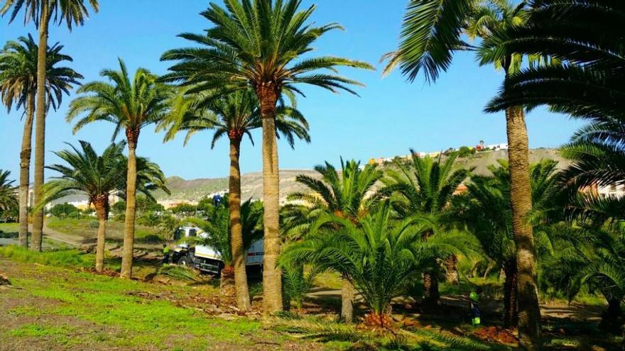 Un momento de los trabajos de Parques y Jardines.