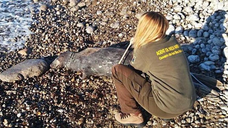 Hallan el cadáver de una foca gris, ahogada en basura marina, en Cala Jondal