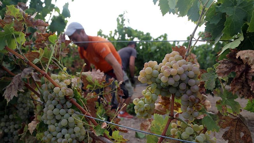 La vendimia cierra en Montilla-Moriles con el aforo más bajo de las dos últimas décadas