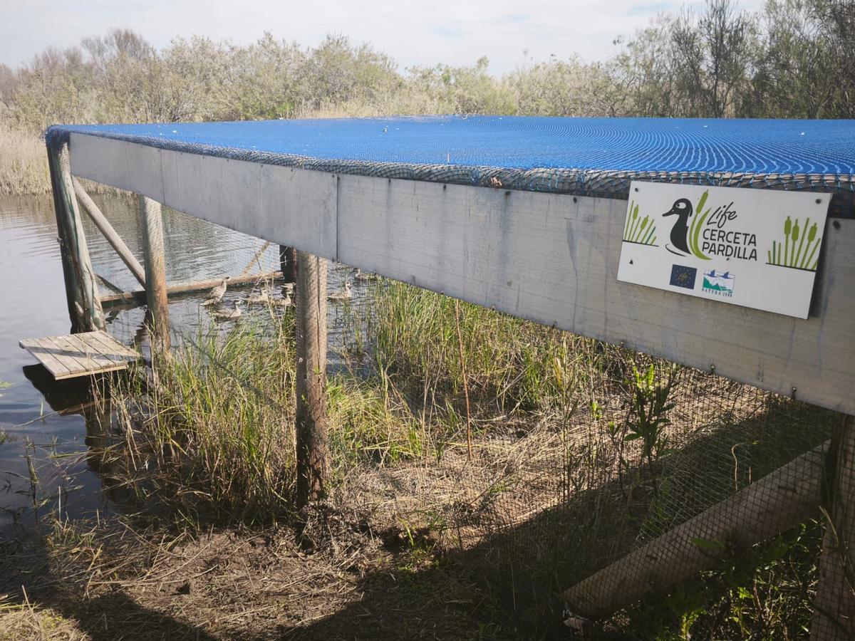 Espacio para estos amenazados patos.