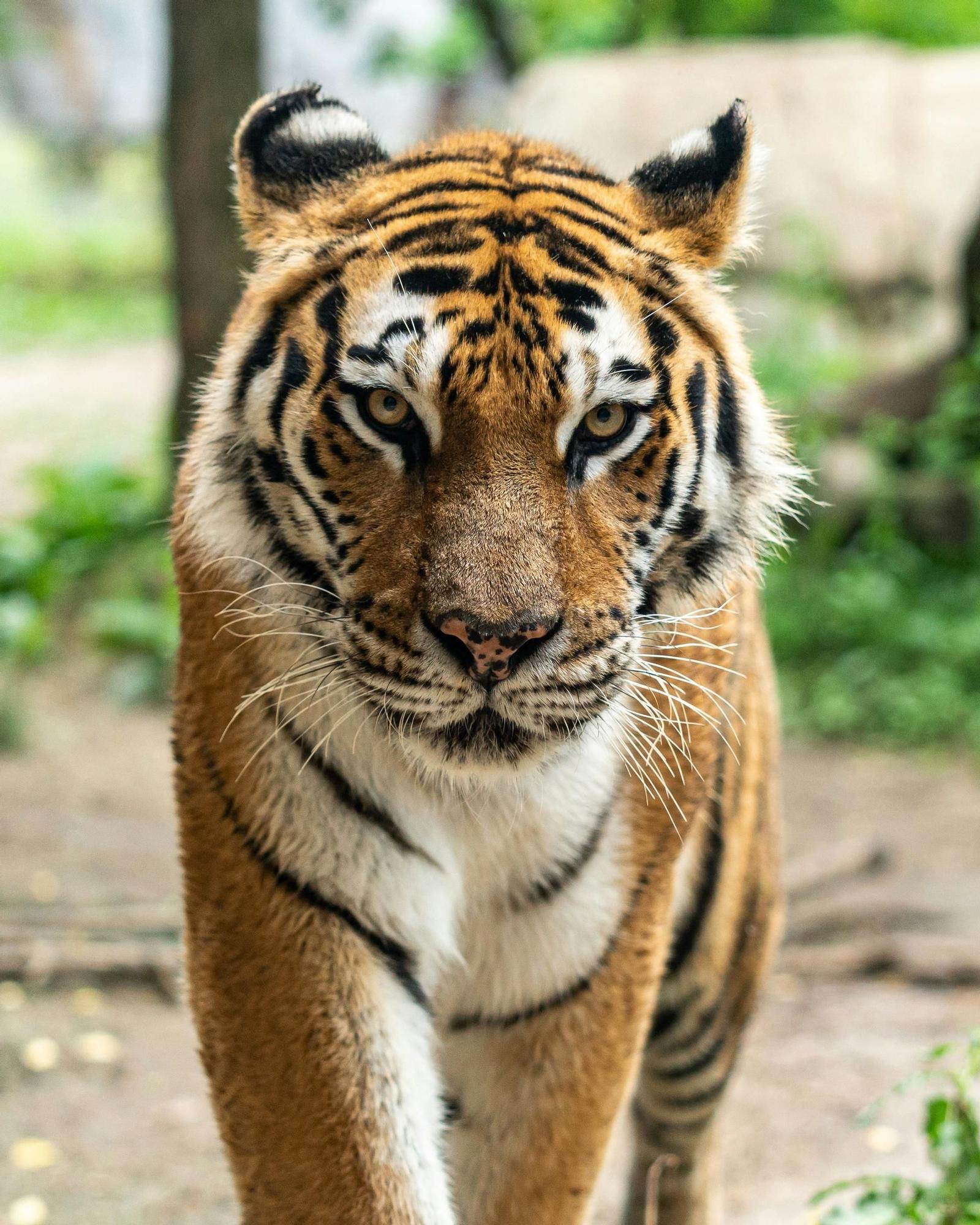 El tigre de Java es una subespécie de tigre que no se ha visto desde 1970.