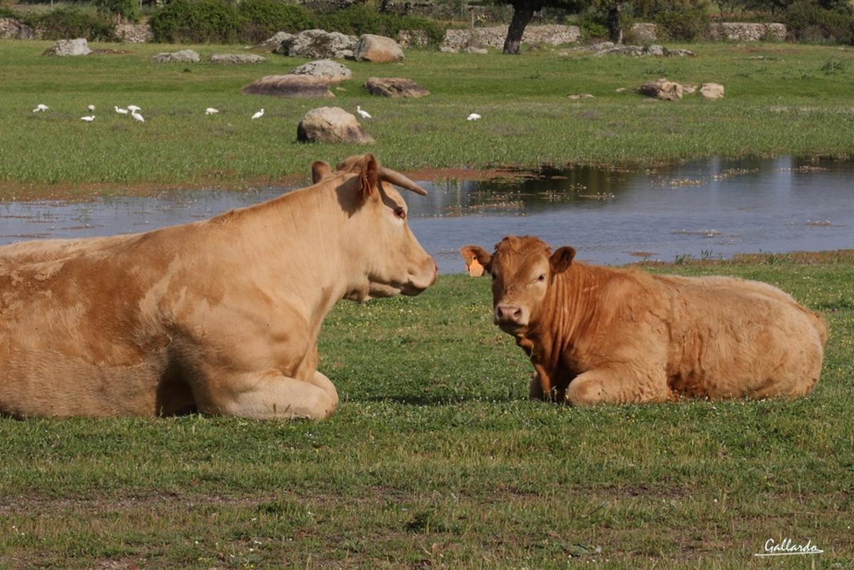 Ganado durante el pastoreo en la dehesa.