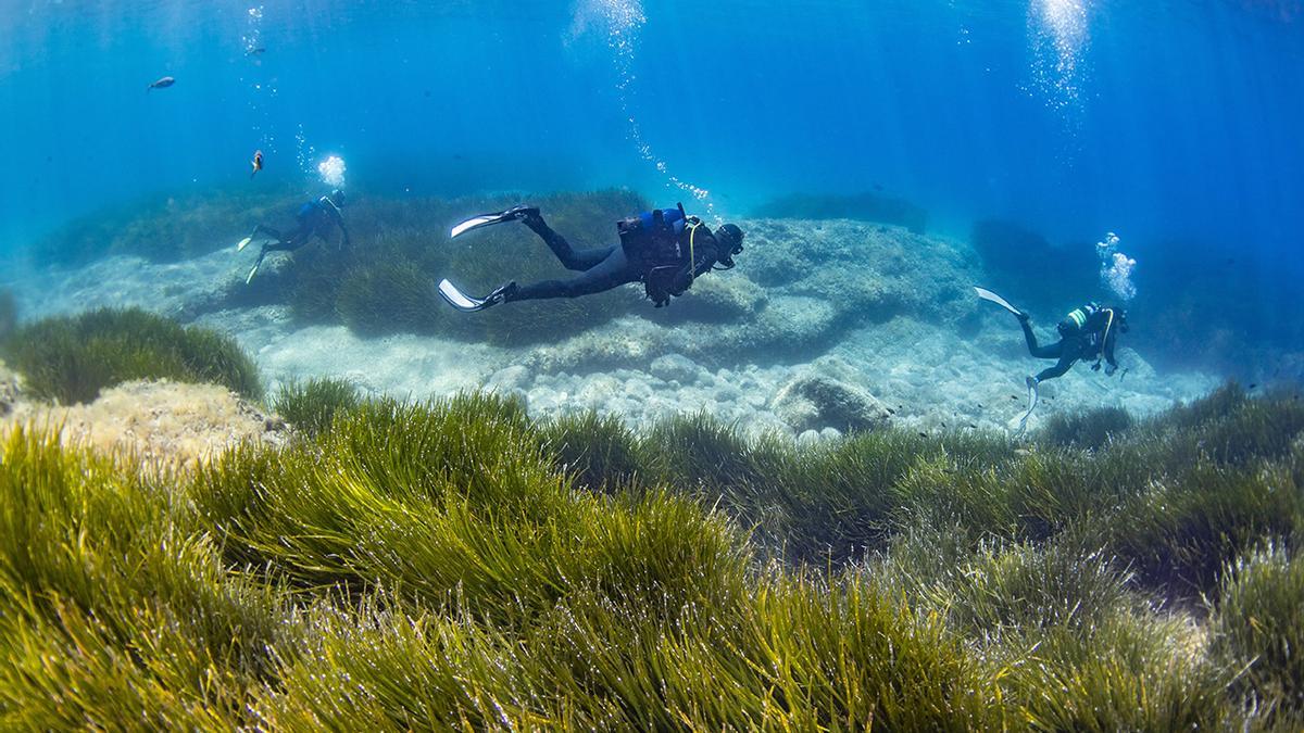 Submarinistas sobre praderas de posidonia