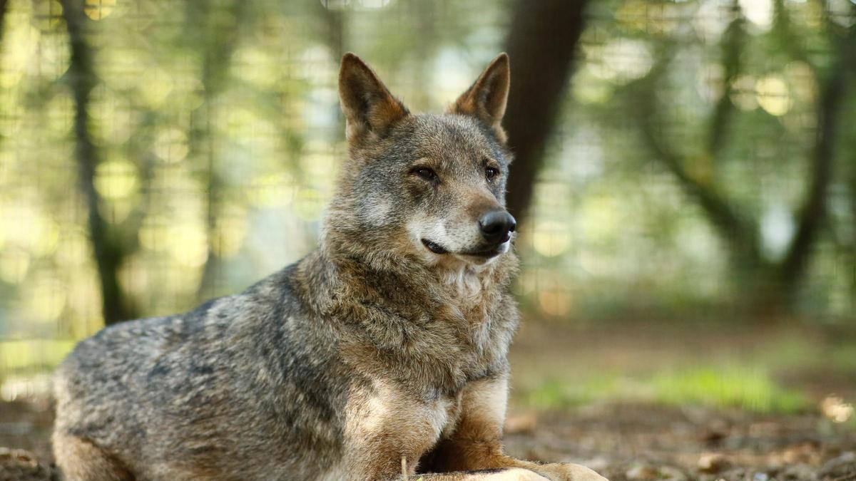 Lobo ibérico en Galicia