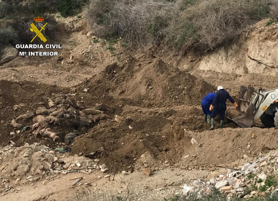 Investigados dos responsables de una granja en Mazarrón por dejar un centenar de cadáveres de cerdos a la intemperie