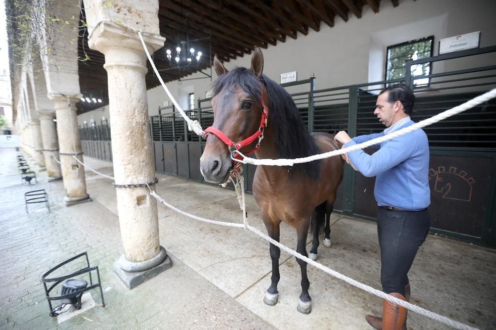 Coronavirus en Córdoba: ¿Quién cuida de los caballos en Caballerizas?